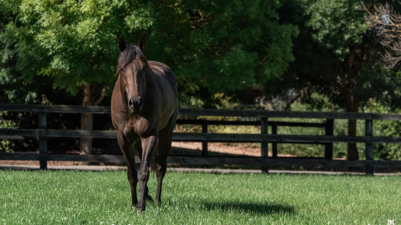 Brown Comet: Arkansaw Kid's Eyes The Gr. 1 Everest Summit Image 2