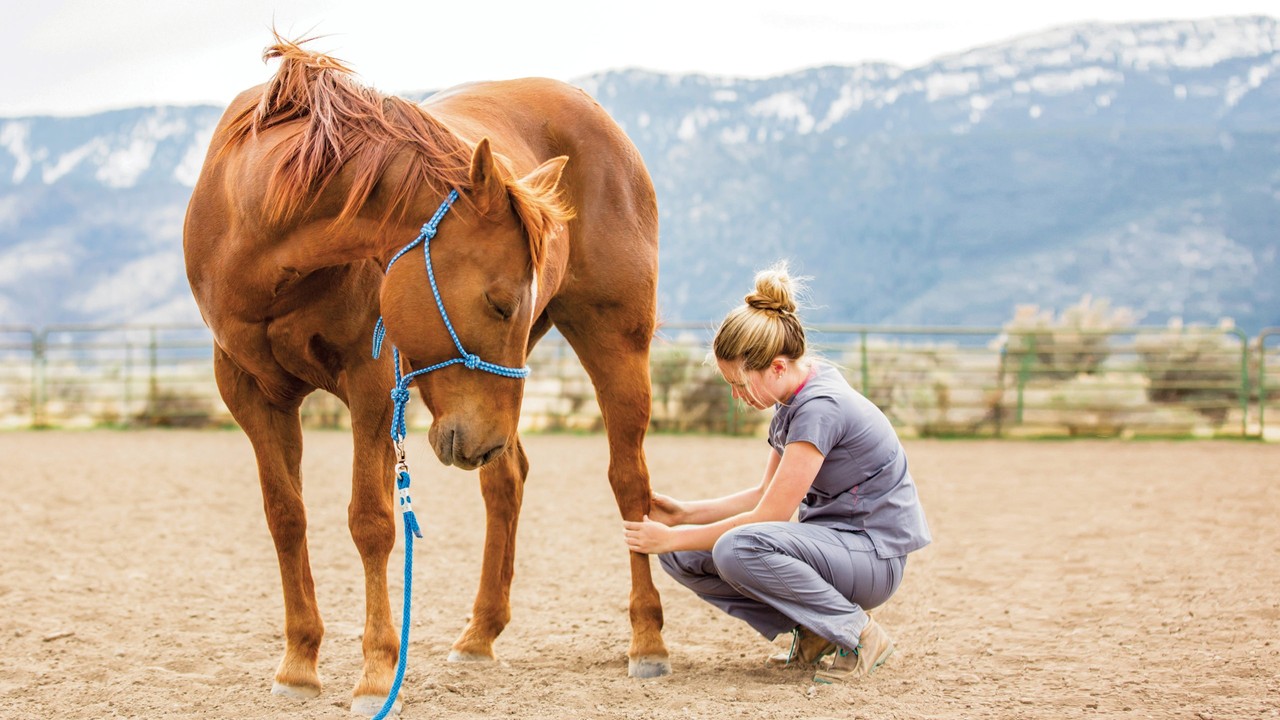 The Laser Therapy Breakthrough Enhancing Equine Performance Image 1