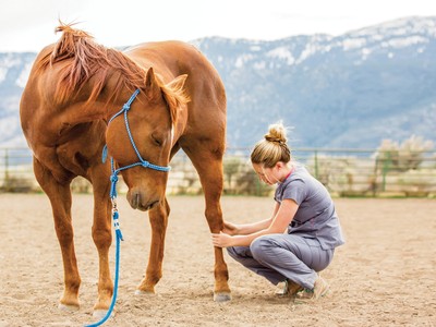 The Laser Therapy Breakthrough Enhancing Equine Performance Image 1