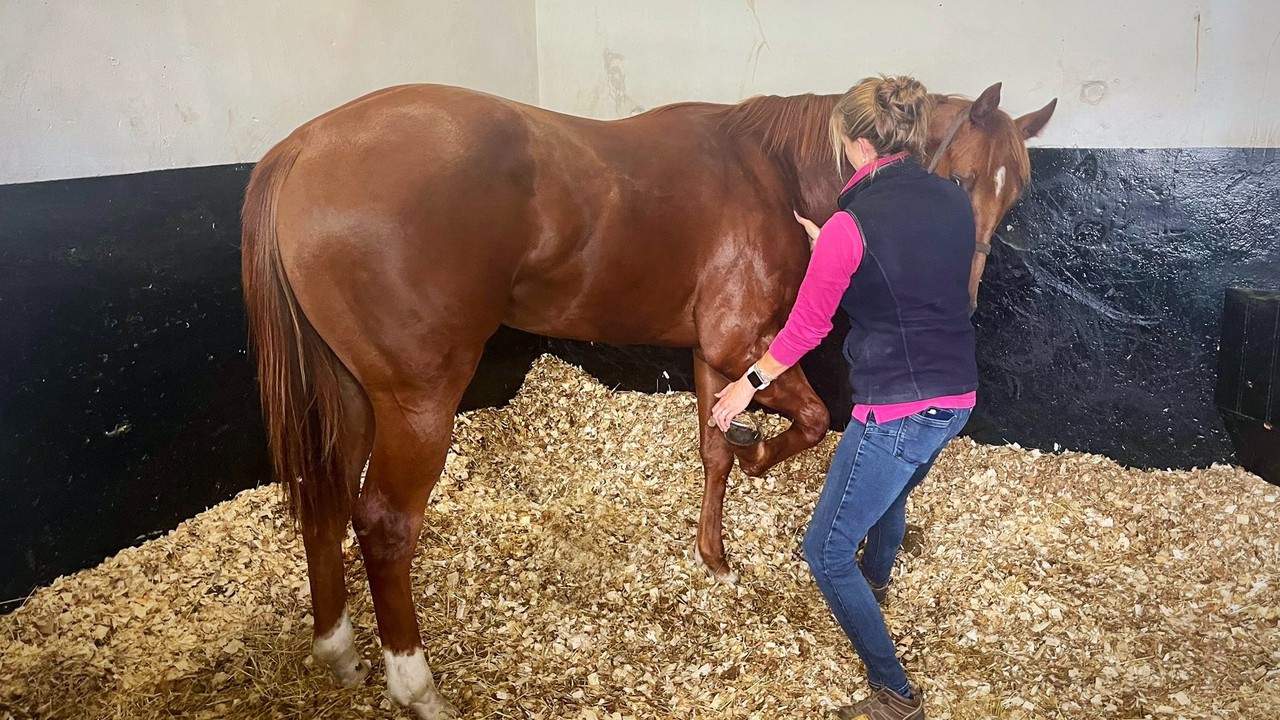 The Laser Therapy Breakthrough Enhancing Equine Performance Image 1