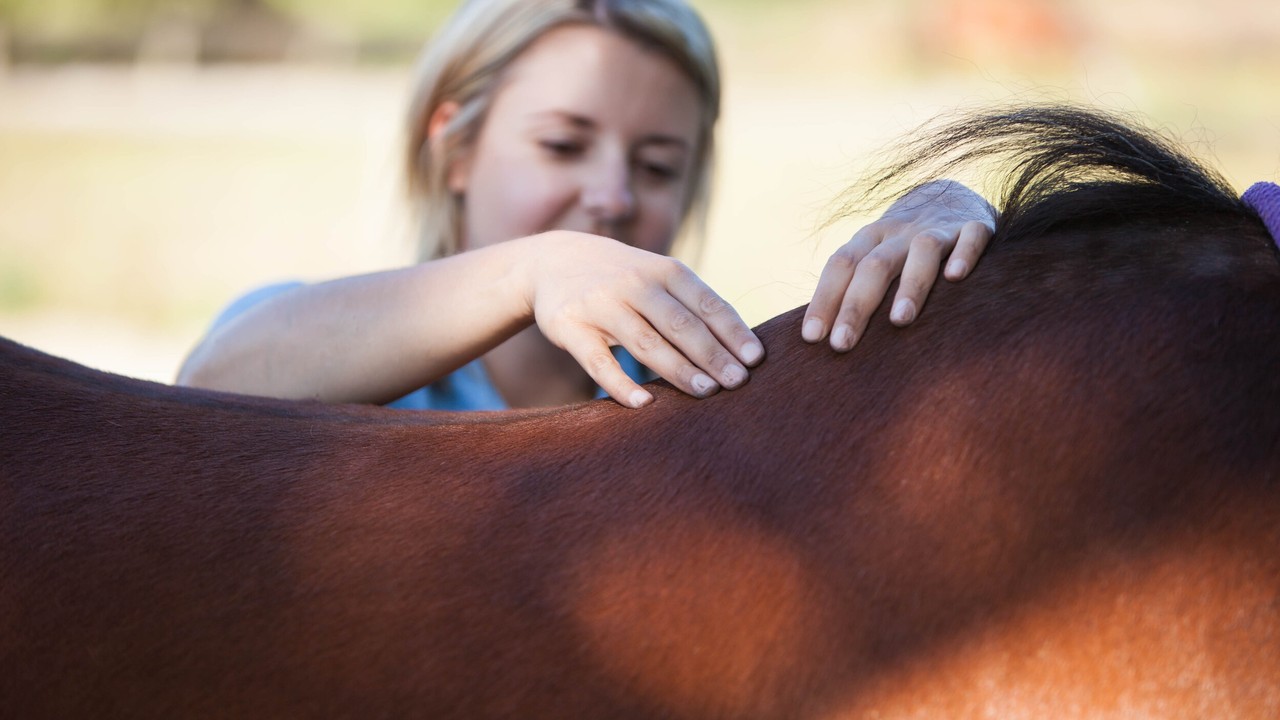 The Laser Therapy Breakthrough Enhancing Equine Performance Image 2