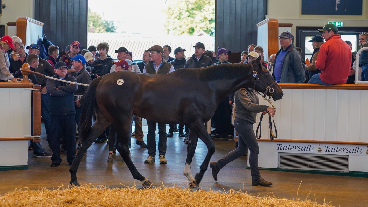 Godolphin Splashes Out On Kameko Colt At Tattersalls Image 1