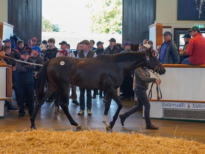 Godolphin Splashes Out On Kameko Colt At Tattersalls Image 1