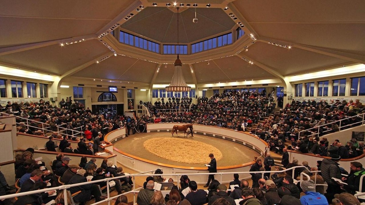 Record-Breaking Tattersalls October Sale Defies Expectations Image 1