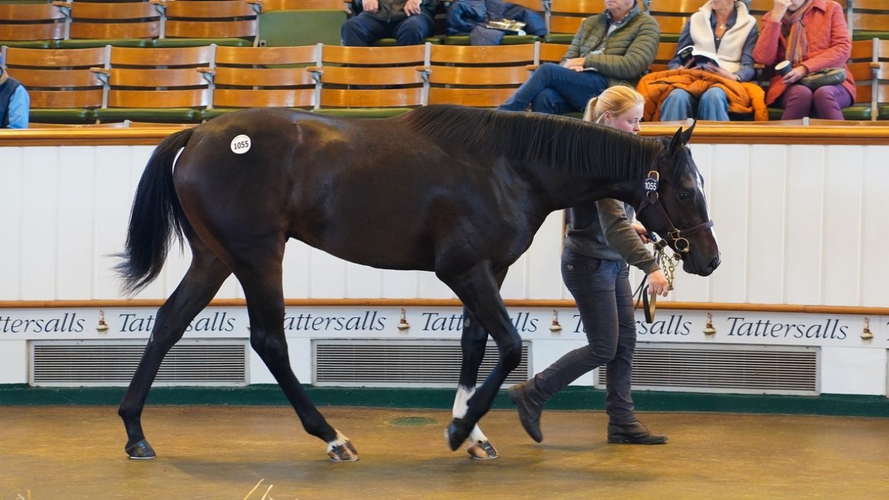 Record-Breaking Tattersalls October Sale Defies Expectations Image 1