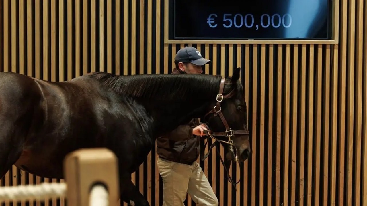 Kingman Colt Tops Arqana October Yearlings Image 1