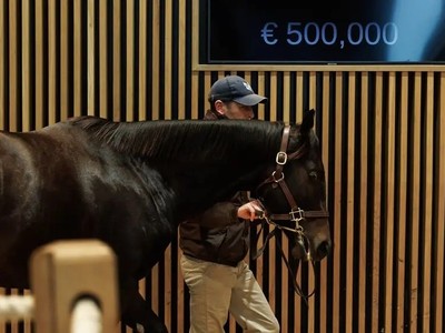 Kingman Colt Tops Arqana October Yearlings Image 1