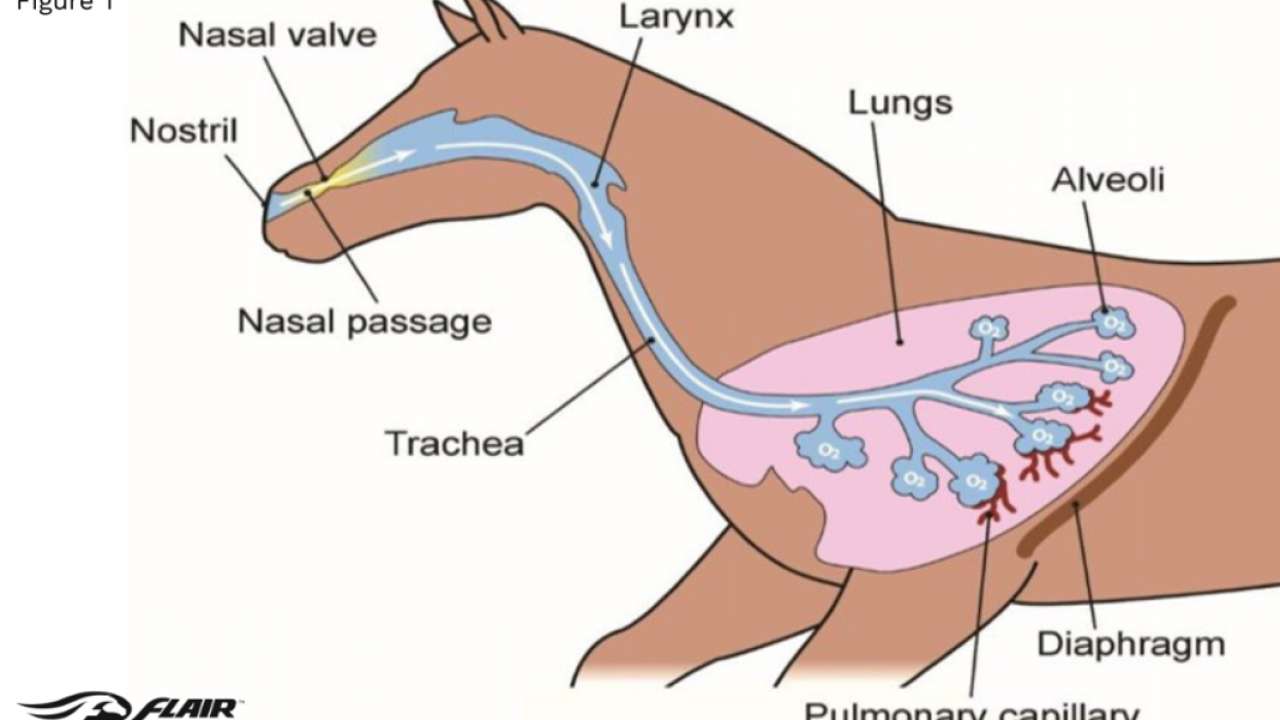 Understanding Eiph: Exercise-Induced Pulmonary Haemorrhage ... Image 1