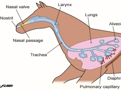 Understanding Eiph: Exercise-Induced Pulmonary Haemorrhage ... Image 1