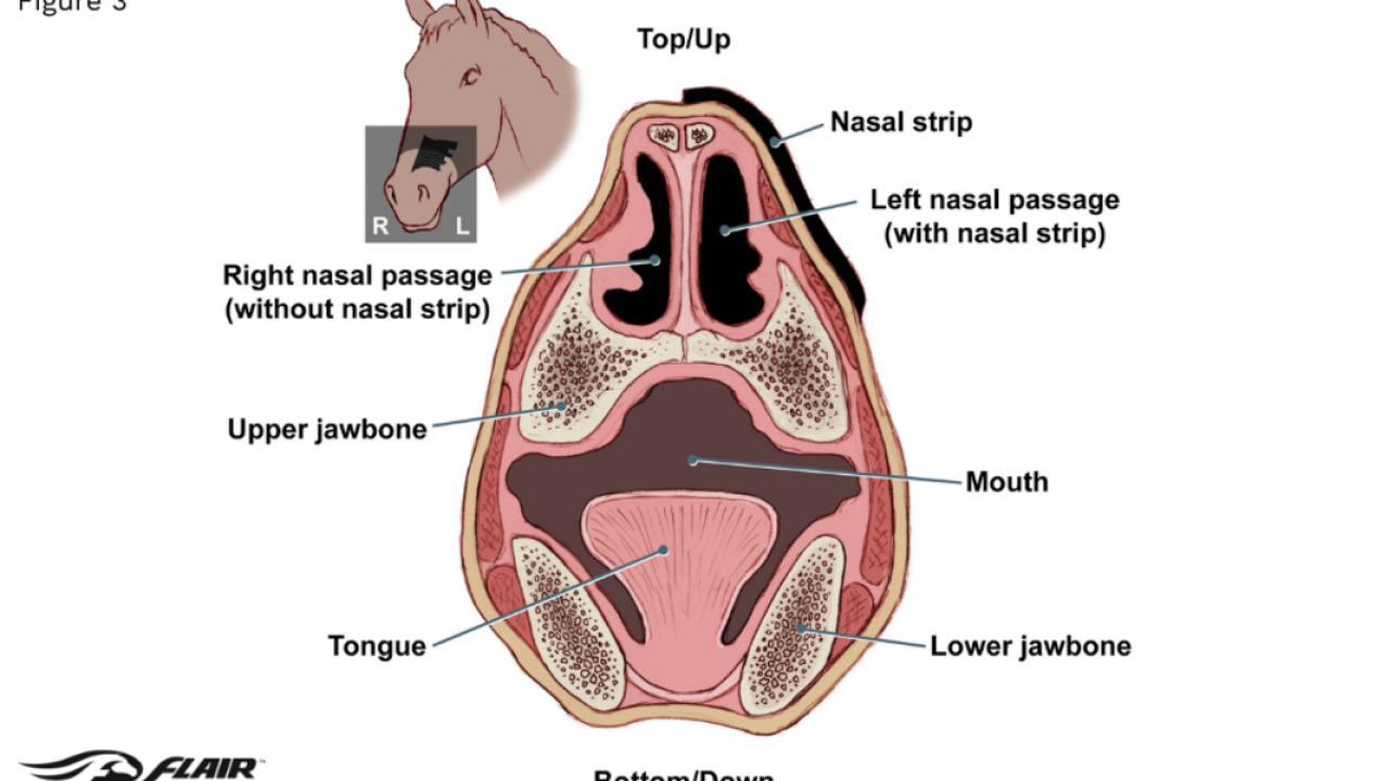 Understanding Eiph: Exercise-Induced Pulmonary Haemorrhage ... Image 1