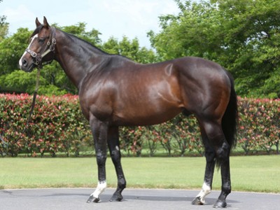 Showcasing Colt Tops Arqana October Part Two Image 1