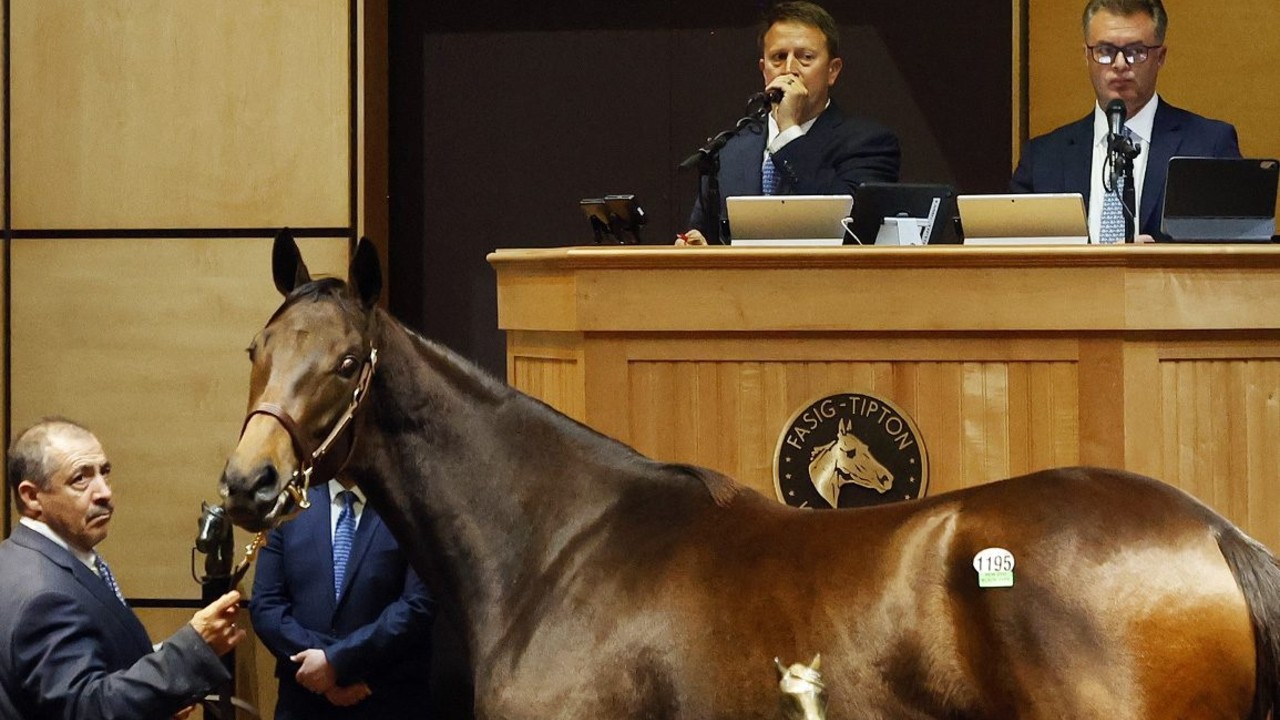 Curlin Filly Leads Fasig-Tipton October Day Three Image 1