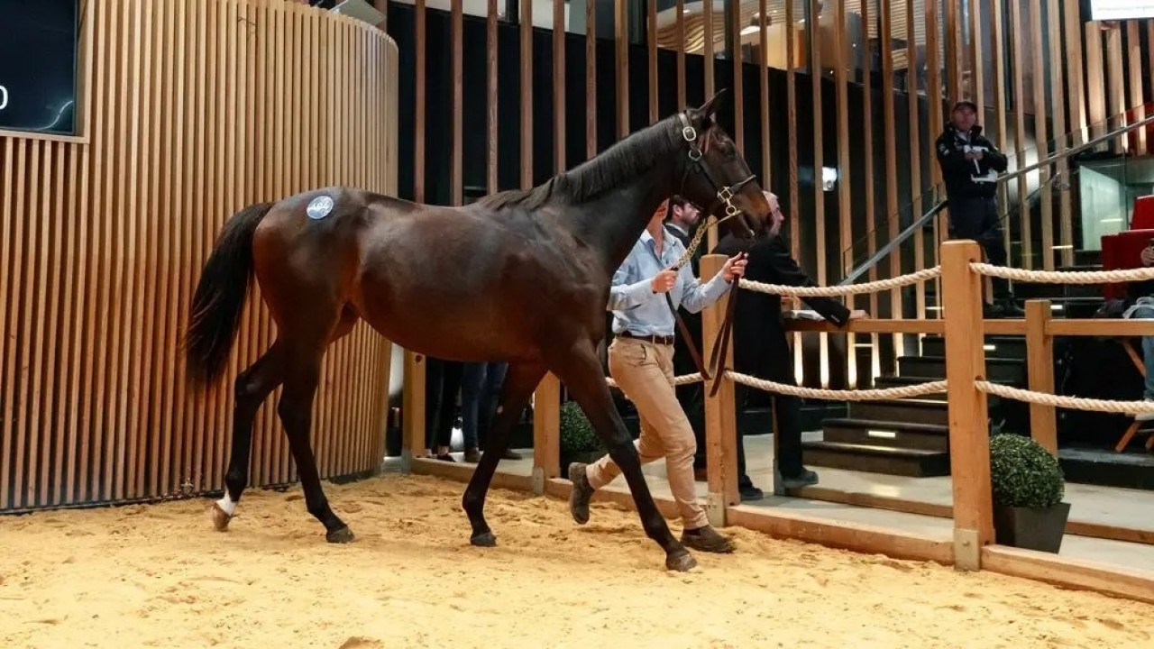 Arqana October Sales Soar As Urano Strikes Image 1