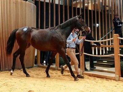 Arqana October Sales Soar As Urano Strikes Image 1