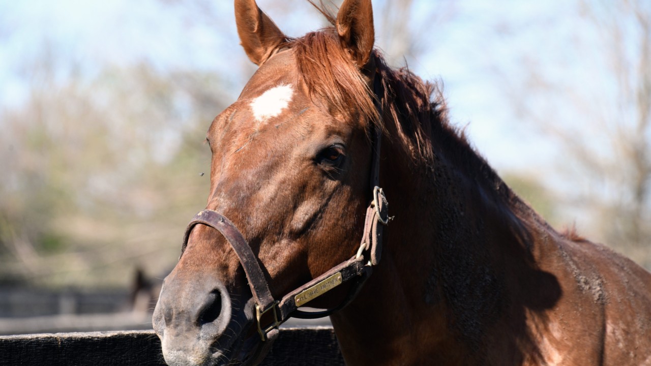 Old Friends: A Sanctuary for Ex-Racehorses Image 1