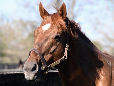 Old Friends: A Sanctuary for Ex-Racehorses Image 1