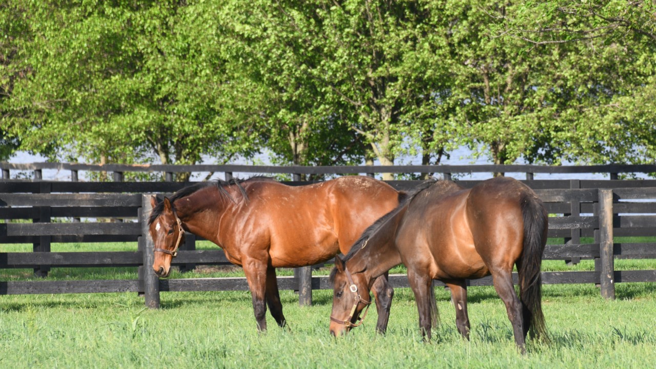 Old Friends: A Sanctuary for Ex-Racehorses Image 2