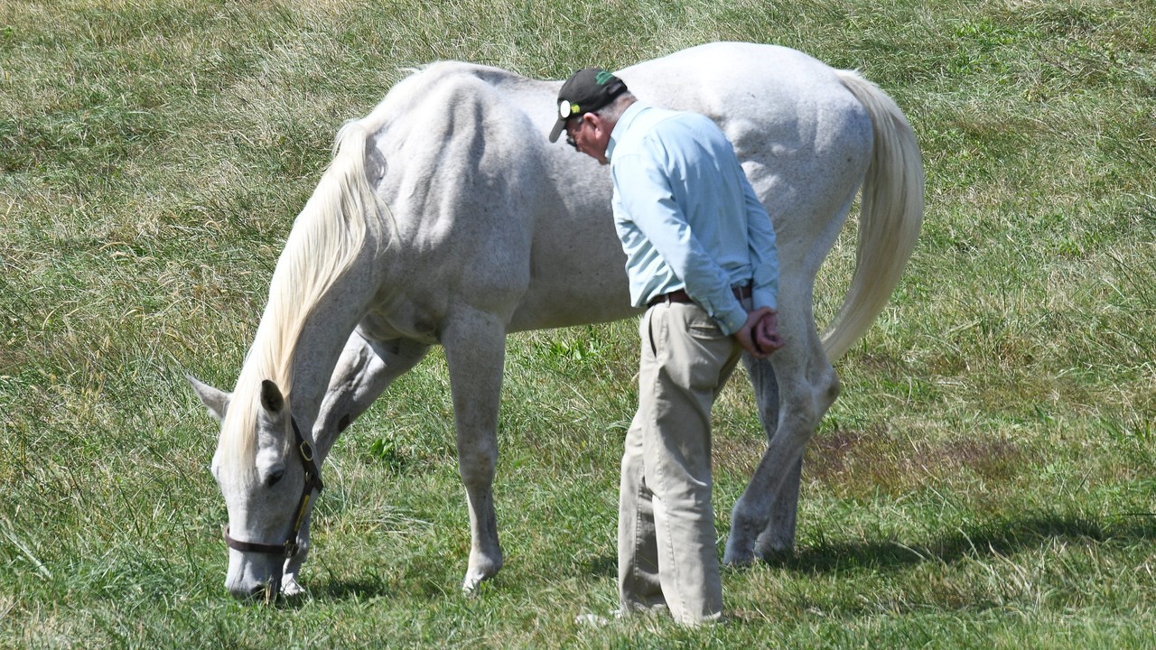 Old Friends: A Sanctuary for Ex-Racehorses Image 1