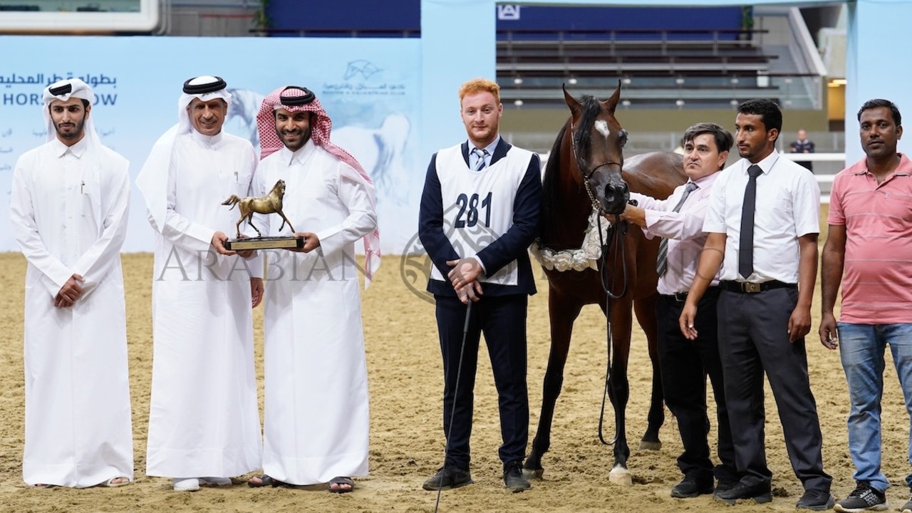 Al Sraiya Stud Dominates Qatar Breeding Showcase Image 1