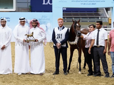 Al Sraiya Stud Dominates Qatar Breeding Showcase Image 1