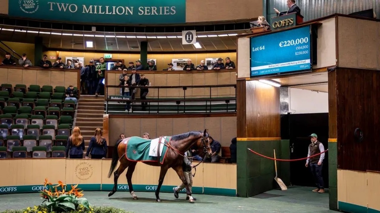 Goffs Autumn Hit Sale Scales New Heights Image 1