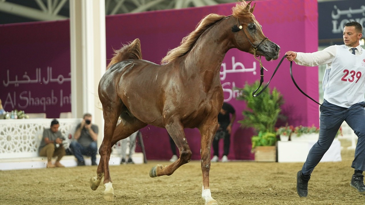 Arabian Show Jumps To New Heights Image 1