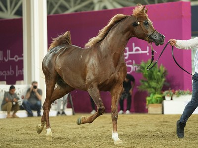 Arabian Show Jumps To New Heights Image 1