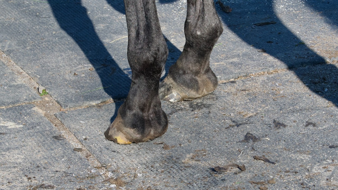 Supplements for Racehorse Hoof and Coat Care Image 1