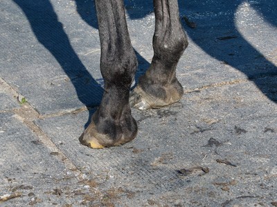 Supplements for Racehorse Hoof and Coat Care Image 1