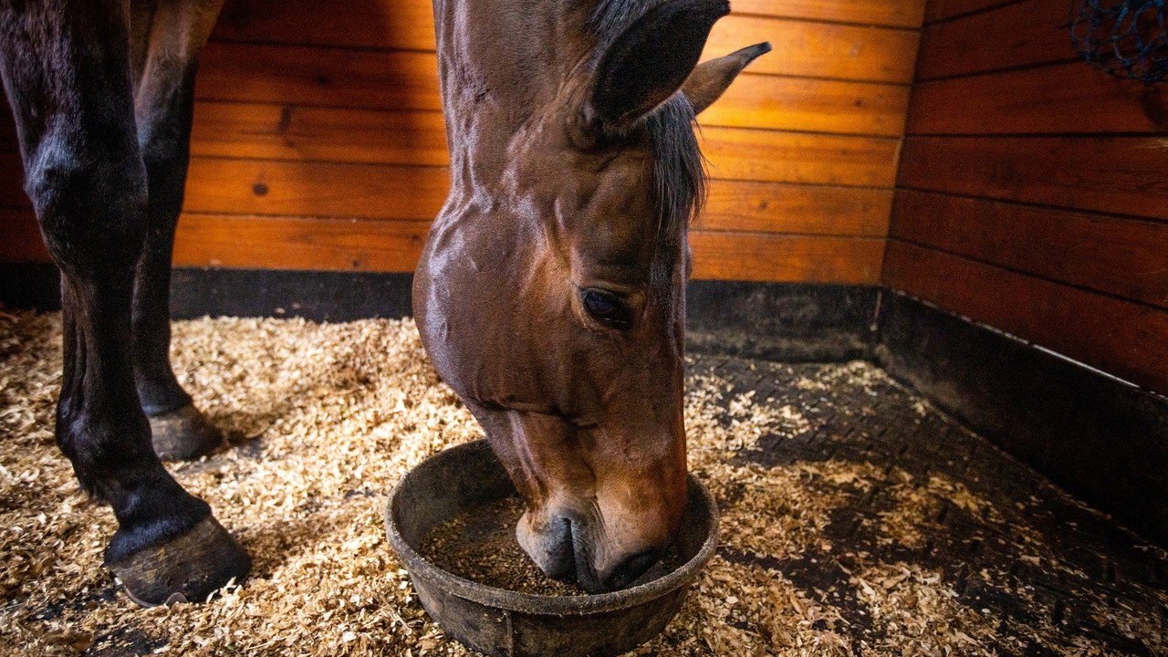 Supplements for Racehorse Hoof and Coat Care Image 2