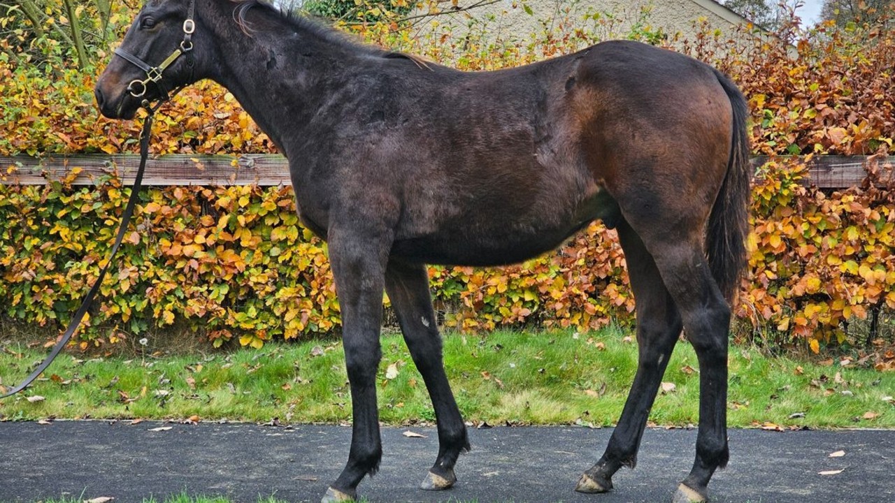 Godolphin Strike For Stunning Seven-Figure Foal Deal At ... Image 1