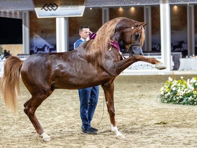 Qatar Set For Four-Day Arabian Showcase Image 1