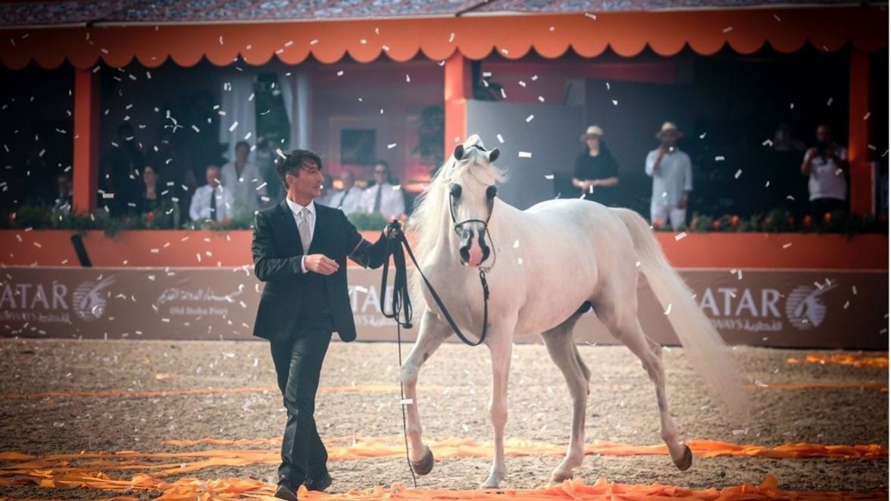 Arabian Beauties Shine At Doha Horse Show Image 1