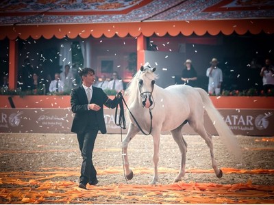 Arabian Beauties Shine At Doha Horse Show Image 1