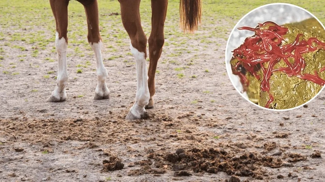 Deworming &amp; Internal Parasites In Racing Horses Image 1