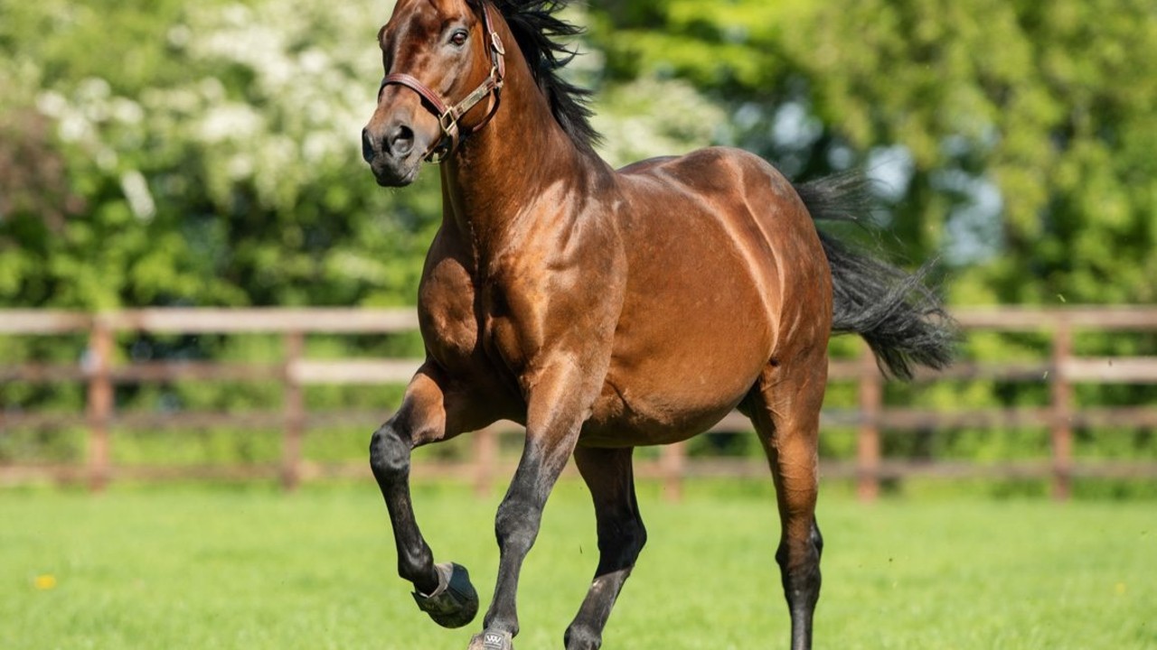 Godolphin Lead The Way In Breeding Honours Image 1