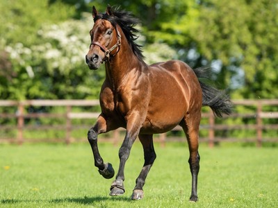 Godolphin Lead The Way In Breeding Honours Image 1