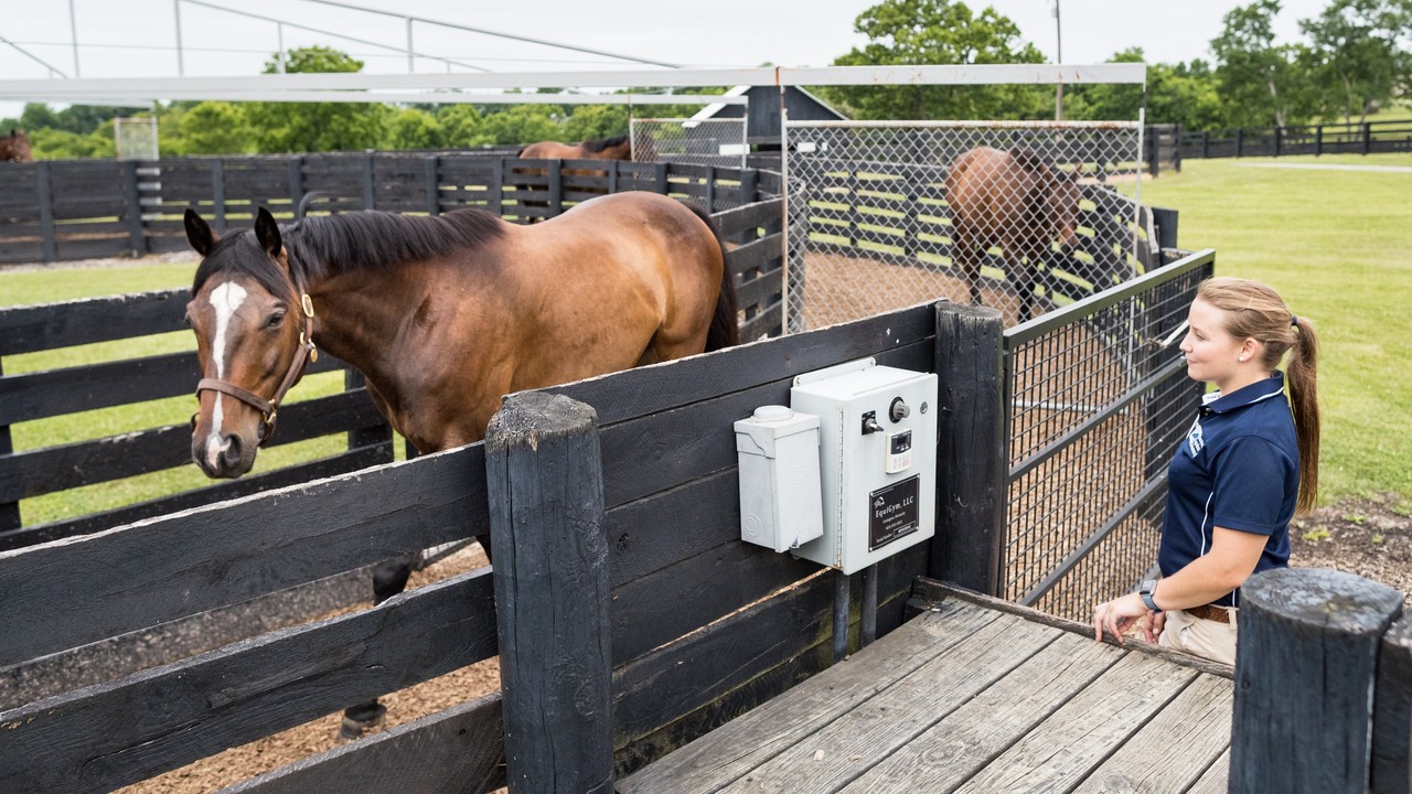 Elite Equine Nutrition: The Power Of Fats Image 1