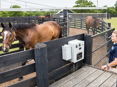 Elite Equine Nutrition: The Power Of Fats Image 1