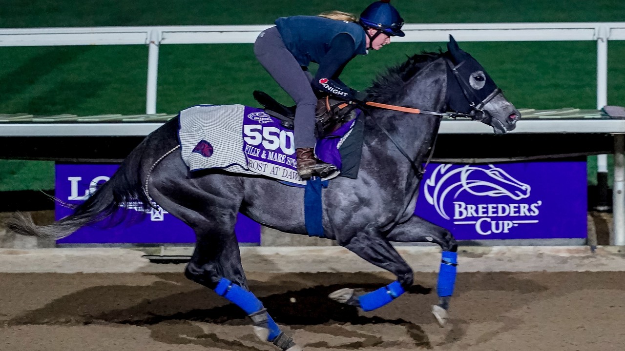 Knight's Star Mare Bids For Meydan Double Image 1