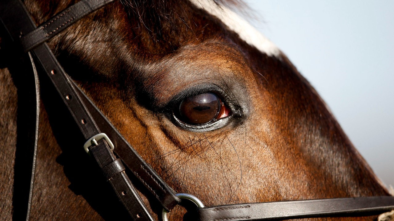 Safeguarding Vision: Critical Focus On Equine Eye Health In ... Image 1