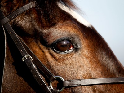 Safeguarding Vision: Critical Focus On Equine Eye Health In ... Image 1