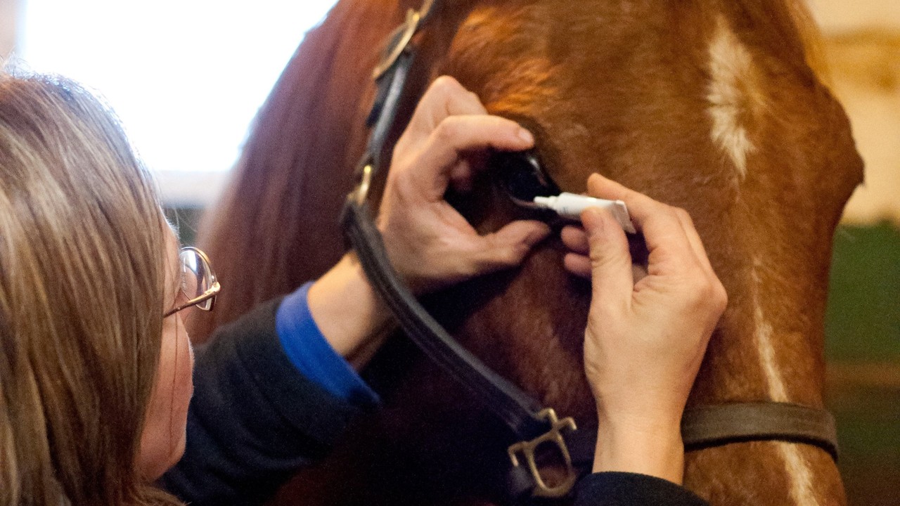 Safeguarding Vision: Critical Focus On Equine Eye Health In ... Image 1