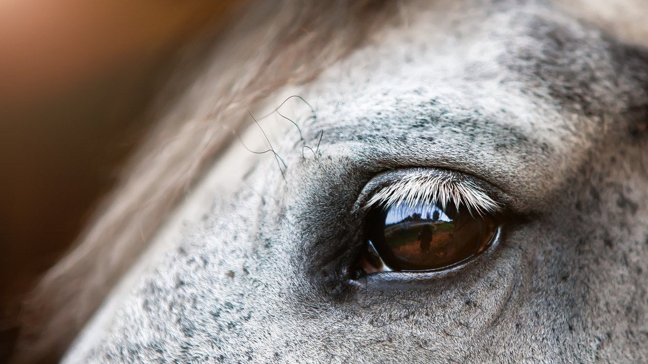 Safeguarding Vision: Critical Focus On Equine Eye Health In ... Image 2