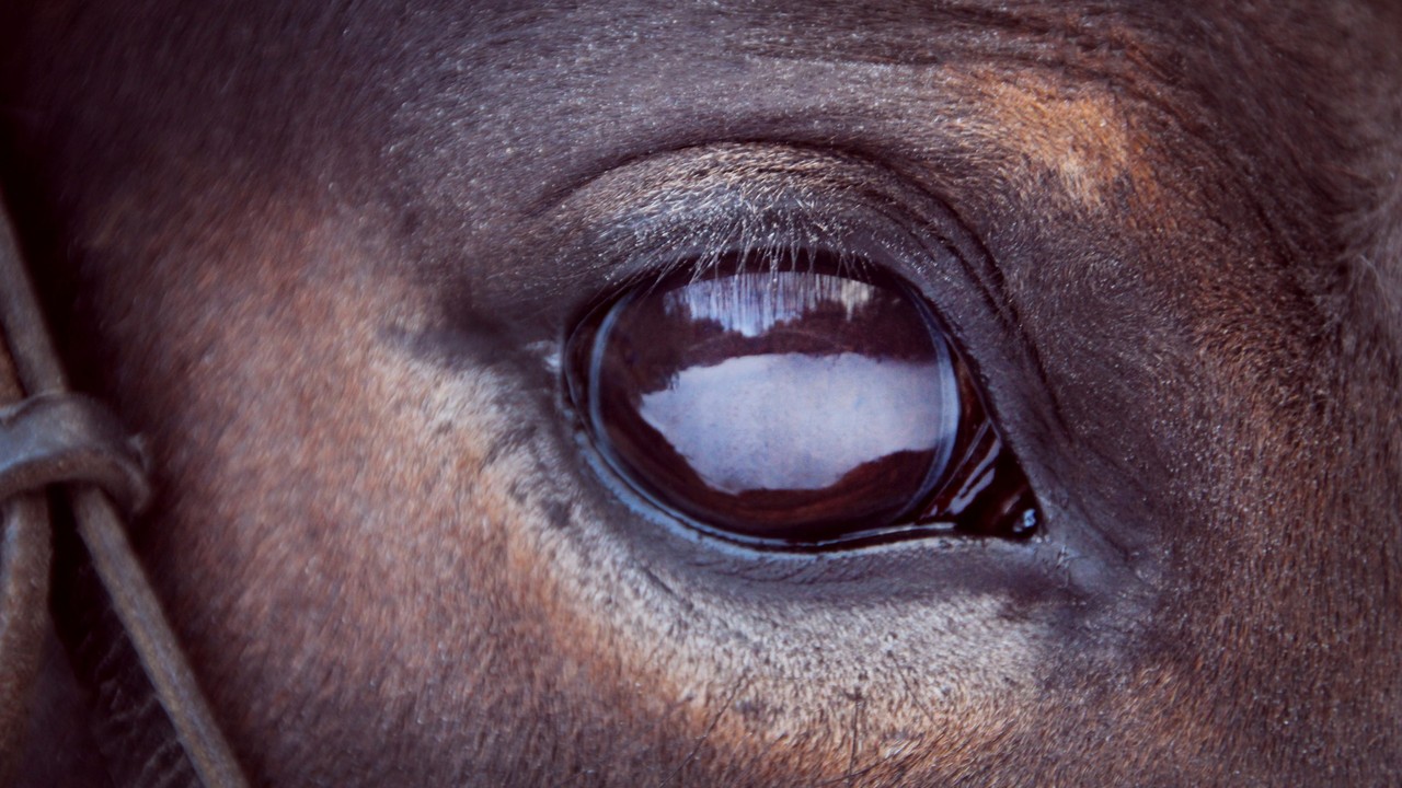 Safeguarding Vision: Critical Focus On Equine Eye Health In ... Image 3