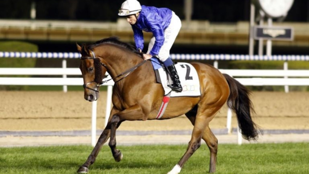 Royal Raider Sets Sights On Bahrain Glory Image 1