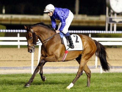 Royal Raider Sets Sights On Bahrain Glory Image 1