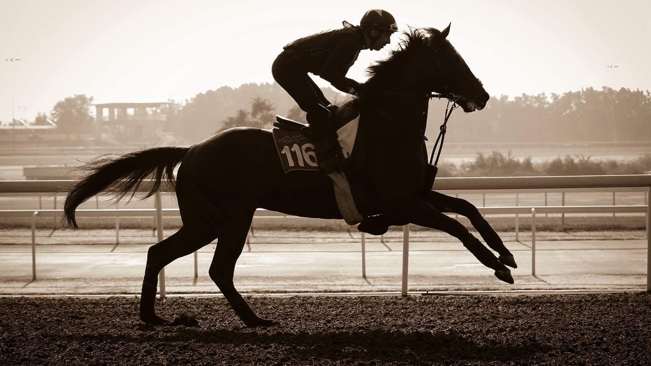 Modern Equine Dentistry: The Hidden Edge In Racing Success Image 1