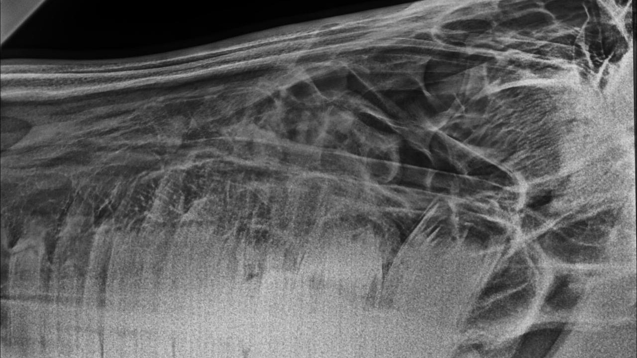 Modern Equine Dentistry: The Hidden Edge In Racing Success Image 2