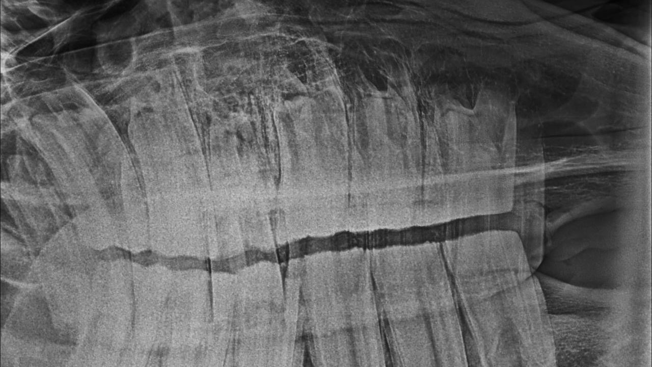 Modern Equine Dentistry: The Hidden Edge In Racing Success Image 1